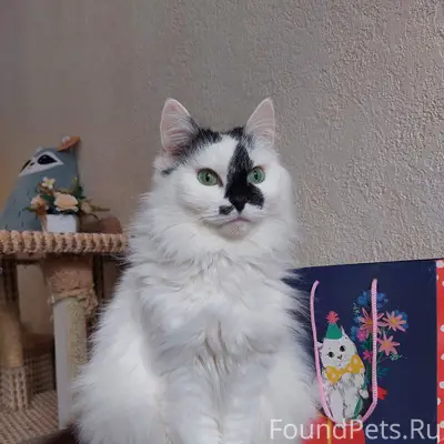 Найдена кошка Холли, Уфа