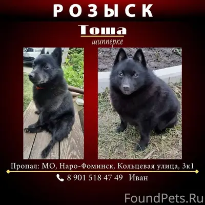 Пропал шипперке Тоша, Наро-Фоминск