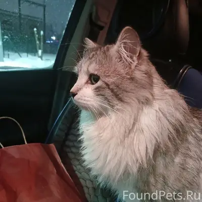 Найден кот, Верхние Печёры