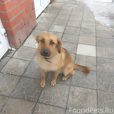 Найден пёс, Урицкого