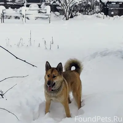Пропала собака Жуча