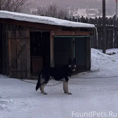 Пропала собака, район Дивизка