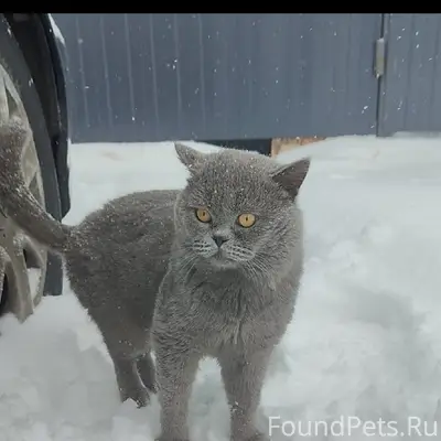 Пропал кот Стикмен, 11 микрорайон