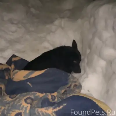 Пропала крупная собака чёрного окраса, Пичугино