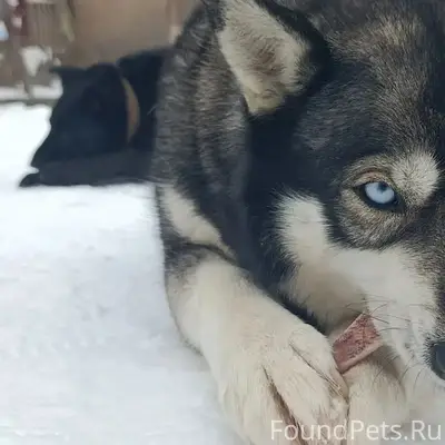 Пропала метис Хаски Луна, Михайловское шоссе