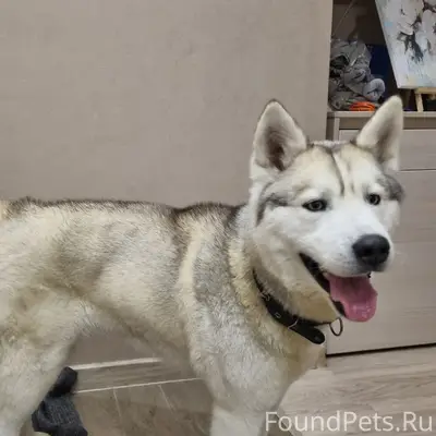 Найдена собака, Ленинский район