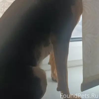 Пропала собака, район Ольховой