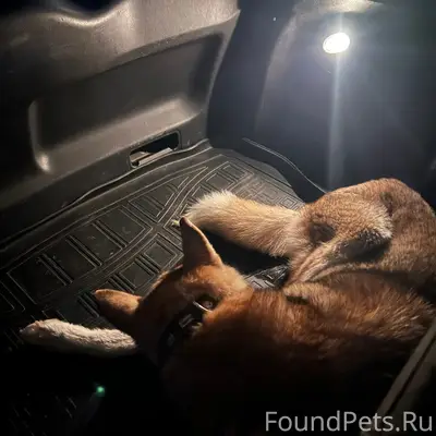 Найдена собака, Богородск