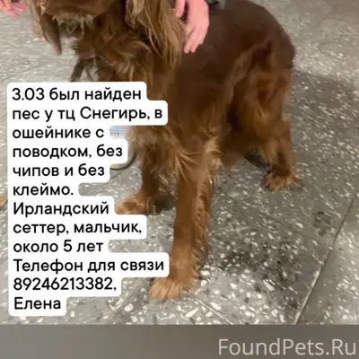 Найден пёс, Университетский район, Иркутск