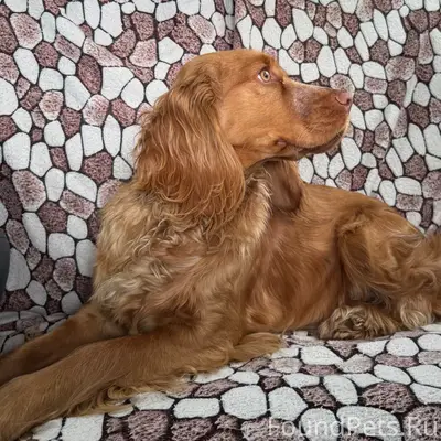 Пропала русский охотничий спаниель Соня, микрорайон Дёма