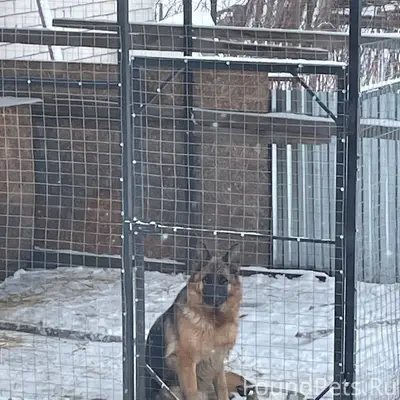 Пропала собака Луна, с. Ильинское