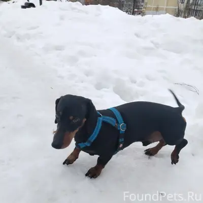 Пропала такса, Серпухов