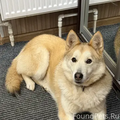 Пропала собака Юна