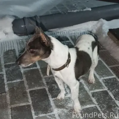 Найден тип собака, пос. Сибирская долина