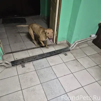 Найден щенок, Курск, улица Жуковского