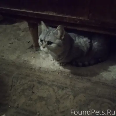 Найдена шотландская прямоухая кошка, Автозаводский район