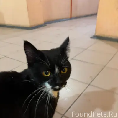 Найден кот, Октябрьский район