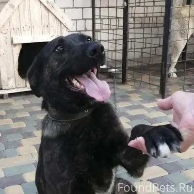 Пропала взрослая собака, район Заливенки