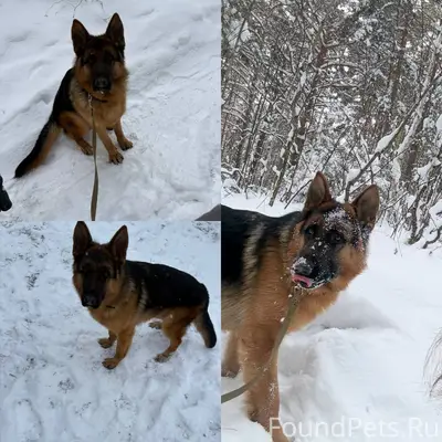 Пропал кобель немецкой овчарки, клеймо в ухе, Придорожный