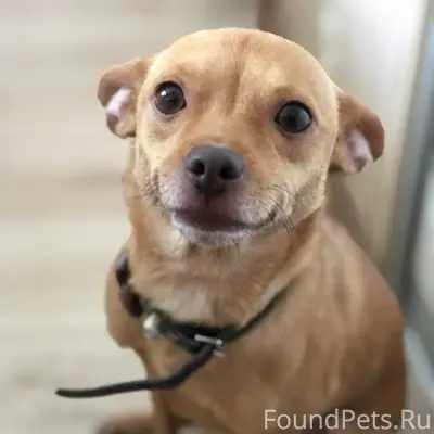 Пропала собака Эльза, Пр. Победы