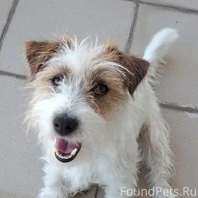 Пропала Джек Рассел терьер Рыбка, Ново-Савиновский район