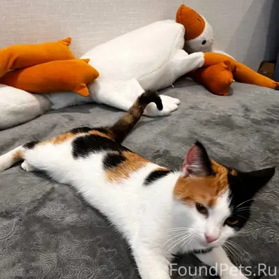 Найдена трехцветная кошка, улица Фокина, 66