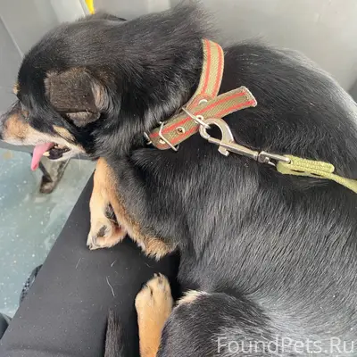 Пропала такса Тима, Юбилейный район