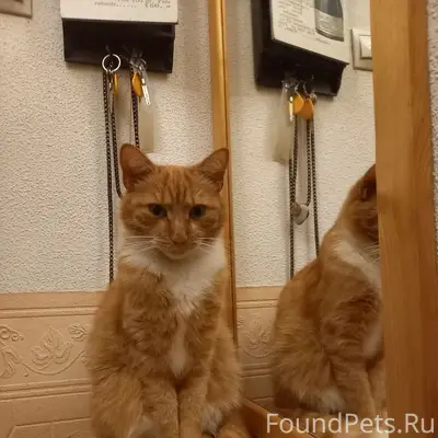 Пропал рыжий кот Митя, Зеленоградск