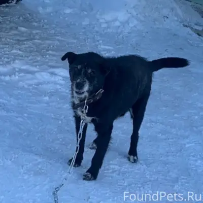 Пропал пёс, ул. Солнечная