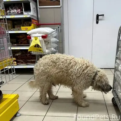 Найдена собака, белая/палевая, Уралмаш