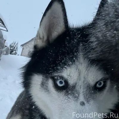 Пропал сибирский хаски Хьюго, микрорайон Юрьевец