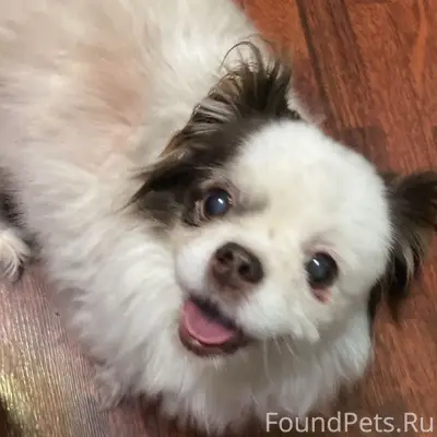 Найдена собака, Уфа, Максимовский мост