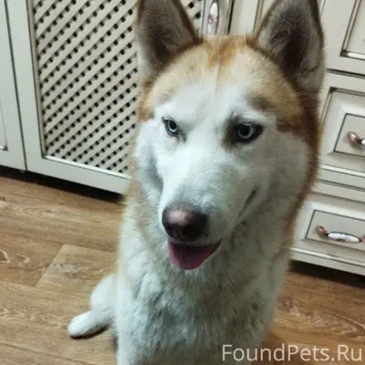 Найдена хаски, Симферополь, Железнодорожный район