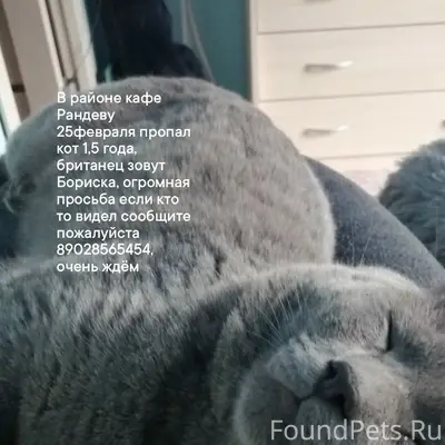 Пропал британец Бориска, район кафе Рандеву