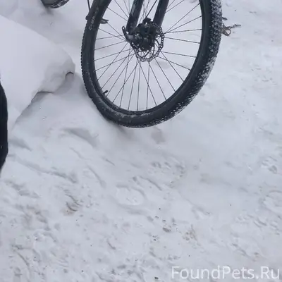 Найден щенок лабрадора, Шадринск