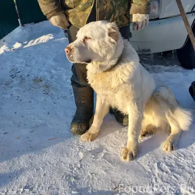 Пропала девочка алабай Белла, Большая Лая
