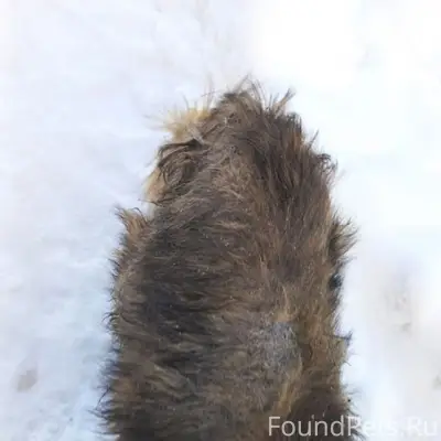 Найдена собака в тяжелом состоянии, нуждается в помощи