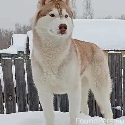 Пропала хаски, Истомино