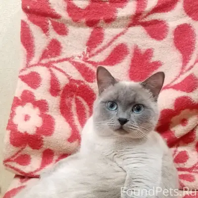 Пропал кот Оскар, Северный район