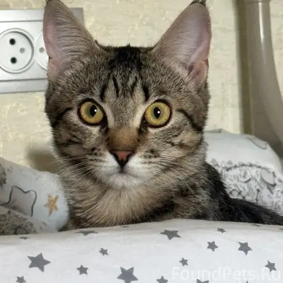 Пропала кошка Кузя, Магистральное