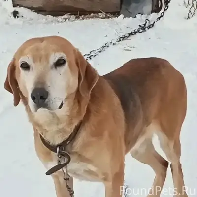 Пропали гончие, д. Курово Луховицкого района