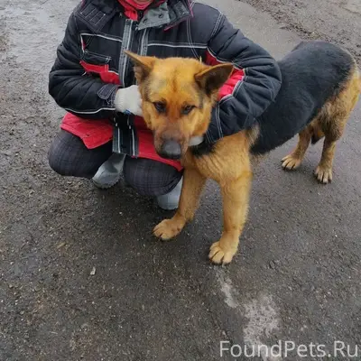 Найдена собака, на шее след от ошейника