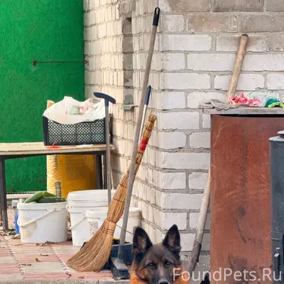 Пропала собака, улица 3-х Коммунистов