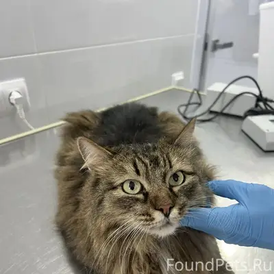 Найден кот, Дзержинск, ул. Галкина