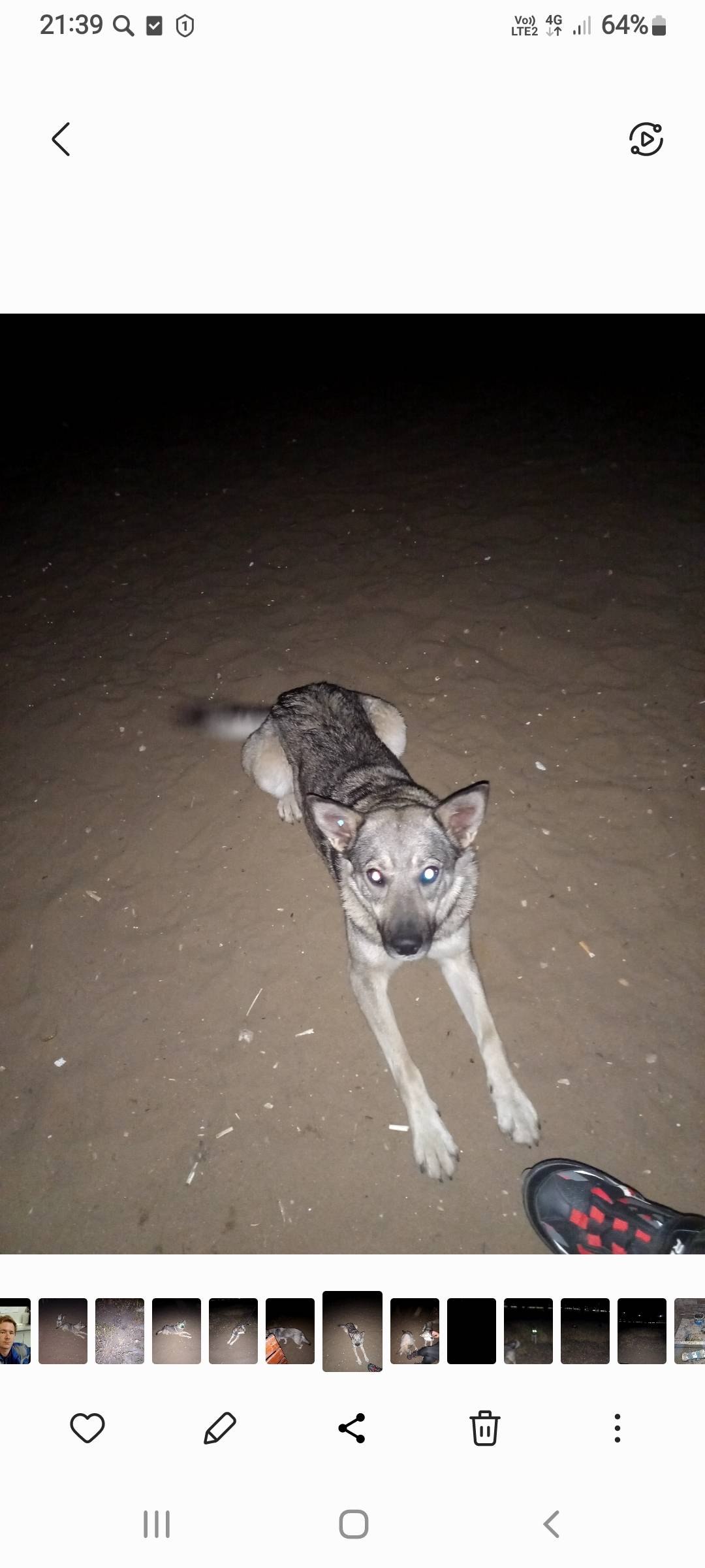 Пропала собака, 