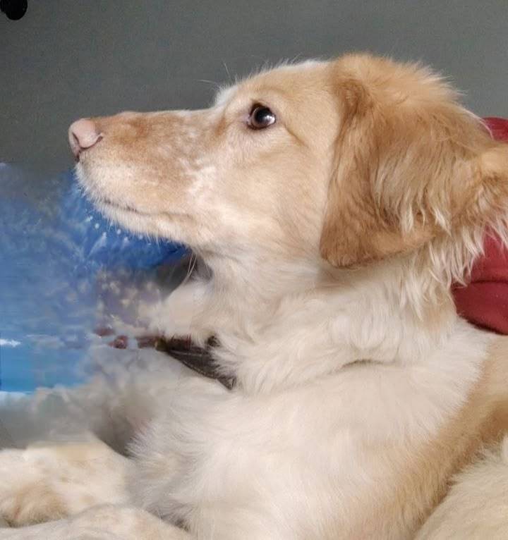 Пропала собака Беляша, район Свердловской налоговой