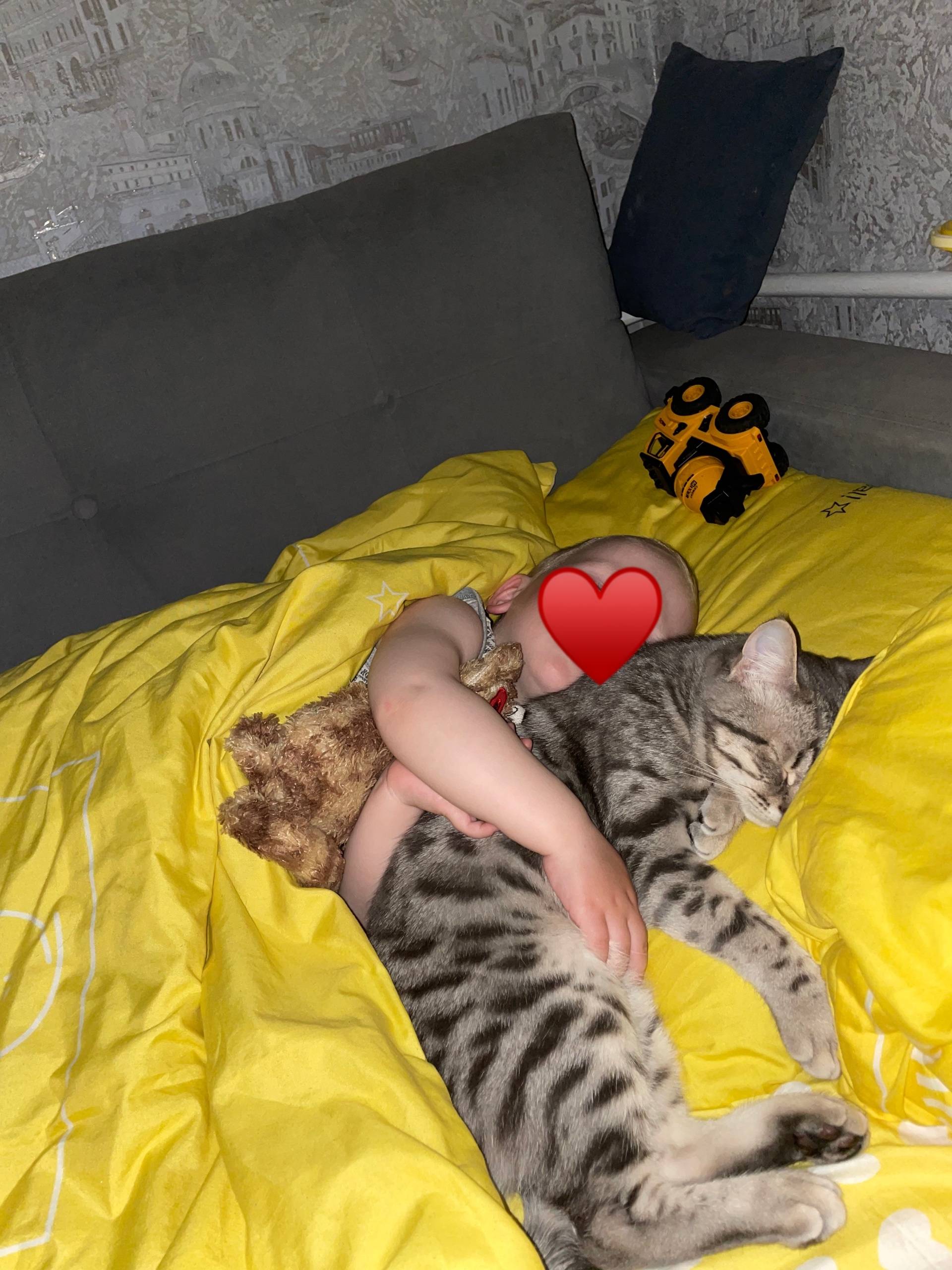 Пропал кот Маркиз, район остановки-конечка