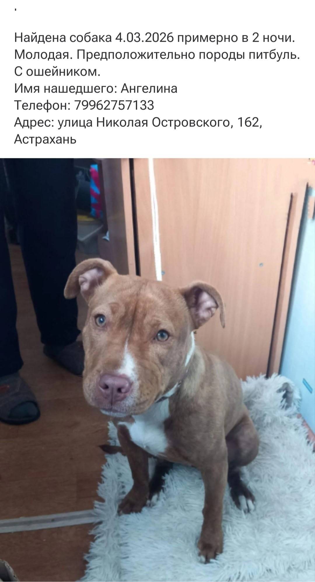 Найден тип собака, Астрахань