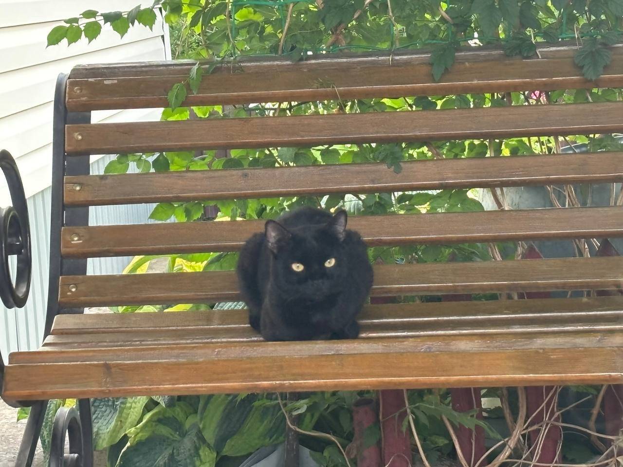 Пропал черный кот Угалек