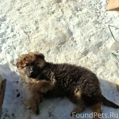 Пропал щенок, частные финские дома